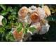 Rosa Sweet Jessica