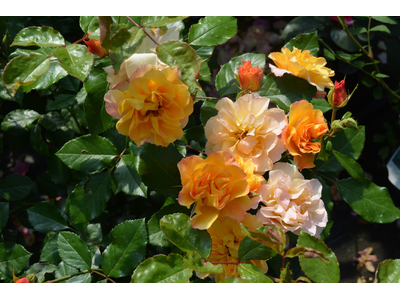 Rosa