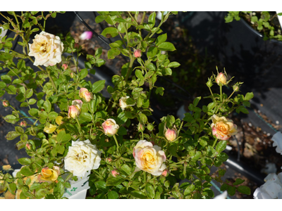 Rosa