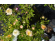 Rosa The Fairy Gold