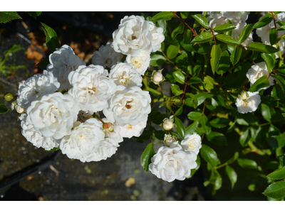 Rosa