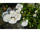 Rosa The Fairy White