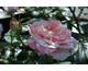 Rosa Umpa Lumpa