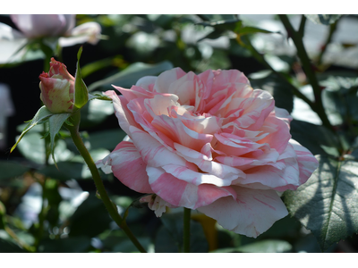 Rosa