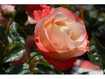 Rosa