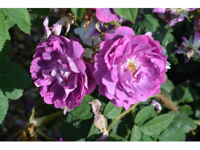 Rosa