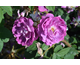 Rosa William Lobb