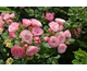 Rosa Xenia