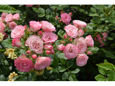 Rosa