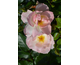 Rosa Zauberhaft