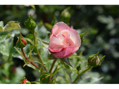 Rosa