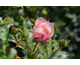 Rosa Zelmani's Dream