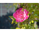 Rosa banksiae Rosea