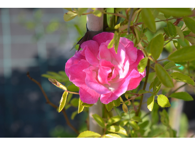 Rosa banksiae