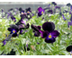 Viola cornuta Bowles Black
