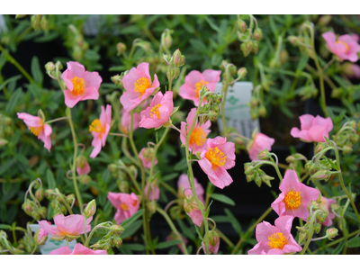 HELIANTHEMUM